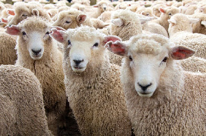 «Дамате» начала строить откормочную площадку для овец в Карачаево-Черкесии