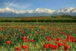 В Казахстане могут увеличить срок аренды сельхозземель, предоставляемой иностранцам