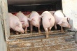 «Золотых» свиней завезли на Сахалин из Курской области 