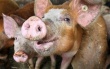 Немецкая волна: Африканская чума свиней стала угрозой мясной промышленности России