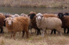 Ставропольские овцеводы завоевали 28 медалей на всероссийской выставке
