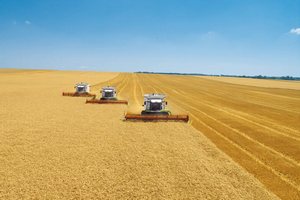 Минсельхоз России: собрано 83,9 млн тонн зерна, что на 29% больше уровня прошлого года Минсельхоз России: собрано 83,9 млн тонн зерна, что на 29% больше уровня прошлого года
