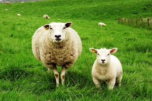 Дагестанские овцы в числе лучших