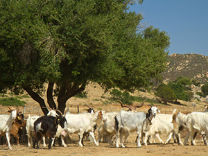 В Башкирии идентифицировали более 70% крупного и мелкого рогатого скота.