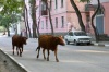 Новый вид: корова городская