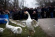 Сербские фермеры с боем определили самого сильного гуся