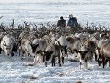 На Ямале планируют создать специализированного оператора по закупке оленины