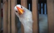 USDA: Российская птицеводческая отрасль испытывает трудности, несмотря на ограничения импорта