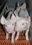 «Агро-Белогорье» подвело итоги работы свиноводческих комплексов за 2011 год