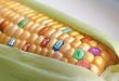 Россельхознадзор не нашел в России полей с ГМО