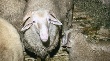 Правительство РФ выделит 670 млн руб на развитие овцеводства