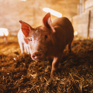 Минсельхоз Британии отказался оказать поддержку свиноводам