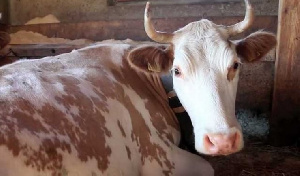 В Забайкальском крае четыре человека заразились бруцеллезом