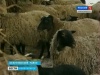В Болотнинском районе делают ставку на овцеводство