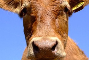 В Омской области запущен племрепродуктор КРС на 480 голов