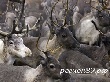 Представители Германии приедут в Яр-Сале для подписания контракта на поставку оленины Представители Германии приедут в Яр-Сале для подписания контракта на поставку оленины
