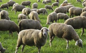 Из-за регистрации очага оспы введено ограничение на ввоз коз и овец из Казахстана
