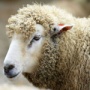 Минсельхоз РФ: Состояние овцеводства и козоводства в России