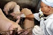 Африканская чума свиней подошла к ЕС Африканская чума свиней подошла к ЕС
