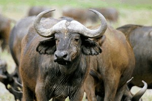 Около 30 тонн индийской буйволятины с кишечной палочкой пришло в Приморье из Индии