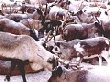 Община «Сэрлапта» начала забой оленей