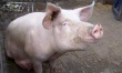 Вероятность новых вспышек африканской чумы свиней в Украине очень высока