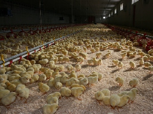 «Алтайский бройлер» может сменить владельца