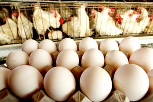 ИМИТ: наиболее низкий уровень оптовых цен на куриные яйца среди российских регионов зафиксирован в Москве и Московской области ИМИТ: наиболее низкий уровень оптовых цен на куриные яйца среди российских регионов зафиксирован в Москве и Московской области
