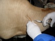 На западе Азербайджана проводится вакцинация скота