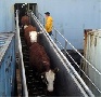Из США через морской порт города Новороссийска прибыли 918 голов племенного крупного рогатого скота