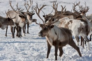 Ненецкие оленеводы заготовили почти тысячу тонн мяса