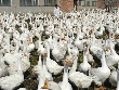 Реконструкция Сергиевской, Подбельской и Кротовской птицефабрик начнется в 2013 году