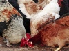 Выпуск мяса кур в Ставропольском крае за год вырос на 12 процентов