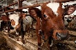 Мясная диверсификация. Крупнейший отечественный производитель свинины АПХ «Мираторг» интенсивно развивает производство говядины и мяса птицы