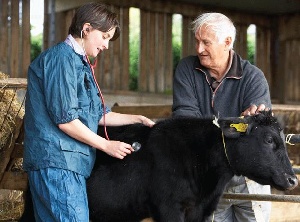 В Ростовской области стартовала массовая диспансеризация сельскохозяйственных животных и птицы
