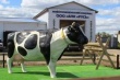 Рязанские фермеры закупили более 500 голландских коров