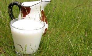 Свердловские буренки за три года увеличили продуктивность на 851 кг