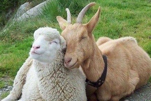 В Тульской области выявлен очаг оспы коз и овец