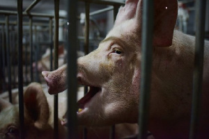 Китай пересмотрел политику в отношении мелких свиноводческих ферм и крупных агрохолдингов