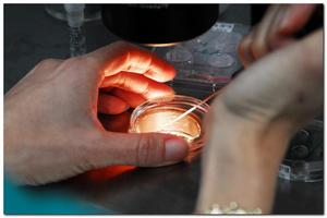 Селекционно-генетический центр по трансплантации эмбрионов создадут в Приморье