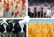 В 2013 году в Башкирии реализовано на убой 379 тысяч тонн мяса скота и птицы