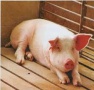 Литовцы считают, что заражение животных компании «Idavang» африканской чумой свиней может быть «диверсией»