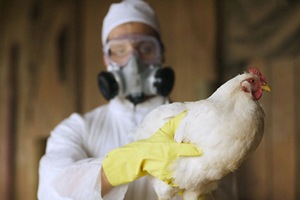 Вспышка птичьего гриппа во Франции вышла из карантинной зоны