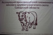 Самара: в 2014 г. возрастут объемы региональной программы "Развитие мясного скотоводства"