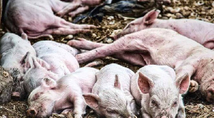 Более 20 000 свиней может быть уничтожено в хозяйствах Курской области