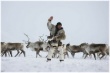 В Ненецком автономном округе заготовлено больше половины от запланированного объема оленины