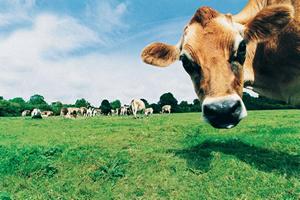 В Рязанской области надои на одну фуражную корову превысили показатель в 5,5 тысячи килограммов
