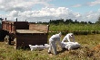 РФ в связи с АЧС будет досматривать все следующие из Украины грузы