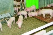 «Агрохолдинг «Юрма» открыл свинокомплекс