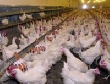 Слабым звеном в развитии птицеводства в Дагестане является кормовая база